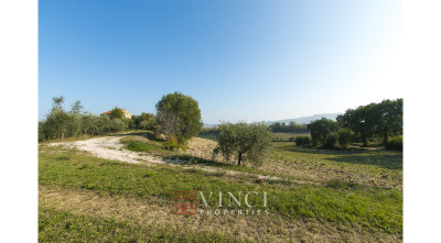Prezzo ribassato. Casale Roberto con 6,5 ettari di terreno e alberi di ulivo