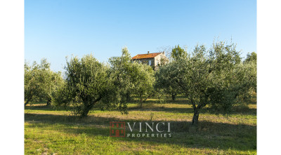 Prezzo ribassato. Casale Roberto con 6,5 ettari di terreno e alberi di ulivo