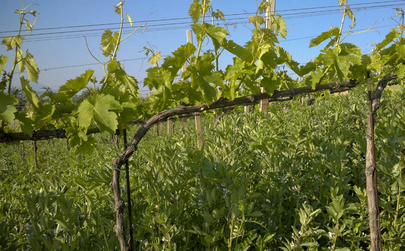 OPPORTUNITA&apos;.Azienda vitivinicola premiata