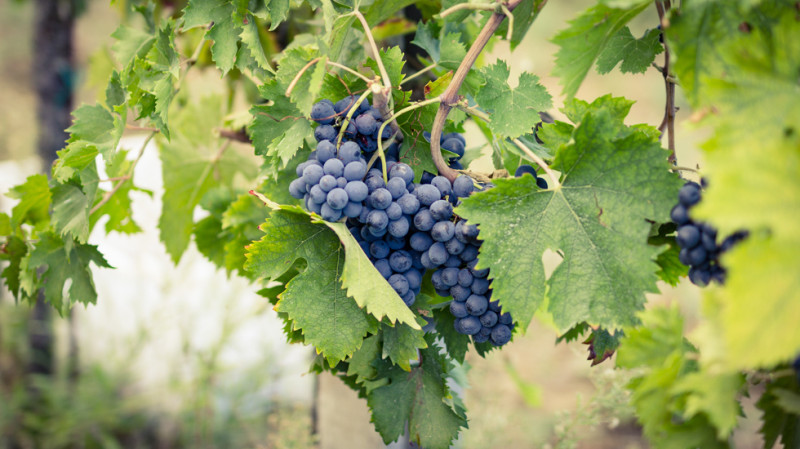 OPPORTUNITA&apos;.Azienda vitivinicola premiata