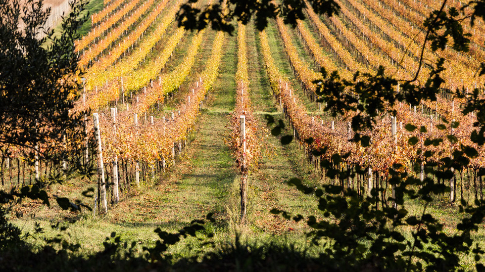 OPPORTUNITY. Prestigious winery for sale in Le Marche